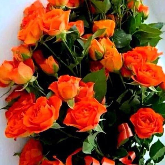 Meet your Posher, Georgianna - Picture 1 of 1